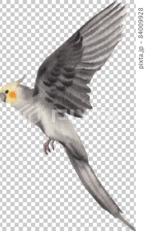 Curious Cockatiel clipart watercolor Curious Cockatiel clipart watercolor 84009928