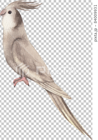 Curious Cockatiel clipart watercolor Curious Cockatiel clipart watercolor 84009931