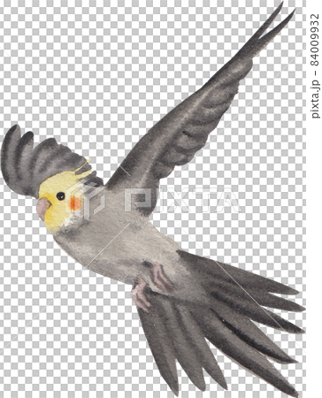 Curious Cockatiel clipart watercolor Curious Cockatiel clipart watercolor 84009932