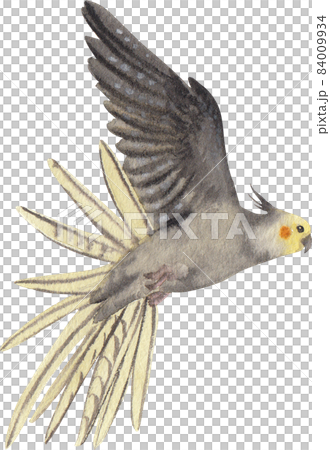 Curious Cockatiel clipart watercolor 84009934