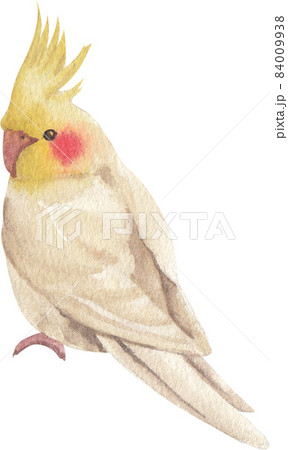 Curious Cockatiel clipart watercolor 84009938