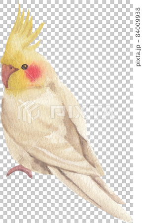 Curious Cockatiel clipart watercolor 84009938