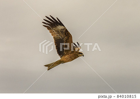 Hawk flying in the sky, bird in flight Hawk flying in the sky, bird in flight 84010815