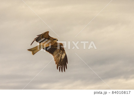 Hawk flying in the sky, bird in flight Hawk flying in the sky, bird in flight 84010817