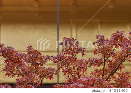 Autumn foliage with the Buddhist temple Kinkakuji Golden Pavillion in Kyoto 84011406