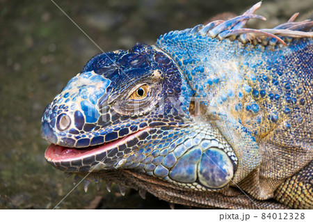 Portrait of a large blue iguana in natural habitat. Wildlife, lizard. Portrait of a large blue iguana in natural habitat. Wildlife, lizard. 84012328