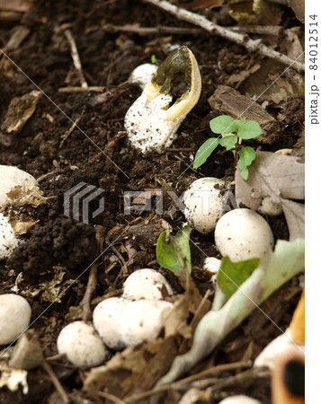 悪臭を放つキノコ＿カニノツメ 84012514