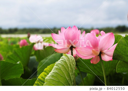 Two lotuses, Lotus flowers on the lake, beauty 84012550