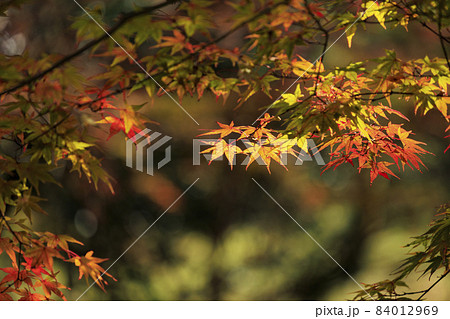 談山神社の紅葉 談山神社の紅葉 84012969