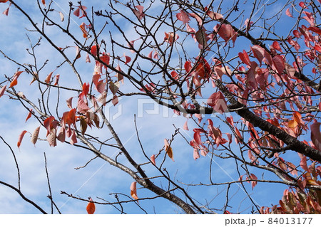 ヤマザクラ紅葉 84013177