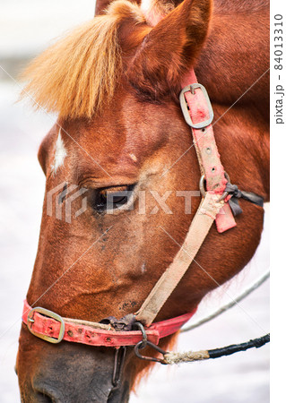 Tight portrait of a beautiful chestnut horse with bridles Tight portrait of a beautiful chestnut horse with bridles 84013310