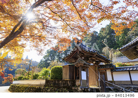 大野寺 もみじの紅葉とイチョウの黄葉 大野寺 もみじの紅葉とイチョウの黄葉 84013496