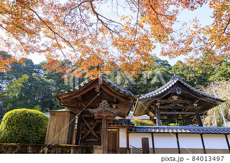 大野寺 もみじの紅葉とイチョウの黄葉 大野寺 もみじの紅葉とイチョウの黄葉 84013497