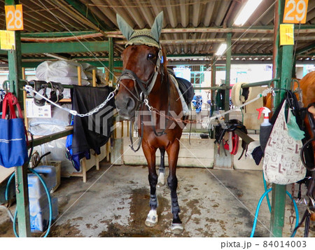 乗馬の準備の馬 乗馬の準備の馬 84014003