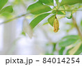 金色のさなぎ 84014254