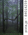樹海で自由に伸びる枝たち 84014259