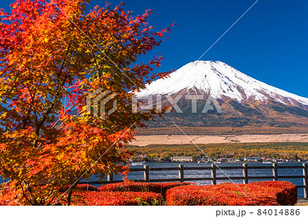 《山梨県》秋の富士山・山中湖湖畔の紅葉 84014886