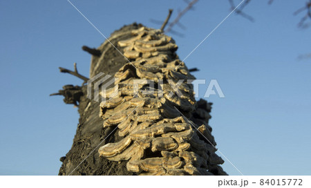 Wood rowing on a tree against a blue sky 84015772
