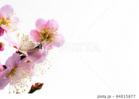 白背景にピンクの梅の花の写真 白背景にピンクの梅の花の写真 84015877