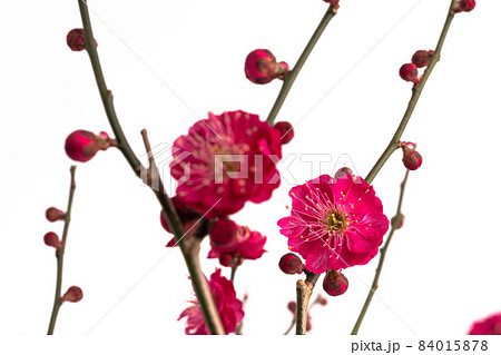 紅梅の花の白背景写真 84015878