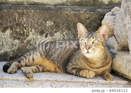 タイ国バンコクの寺院「ワット・ポー」にいる猫（Cat in Thai temple） 84016112