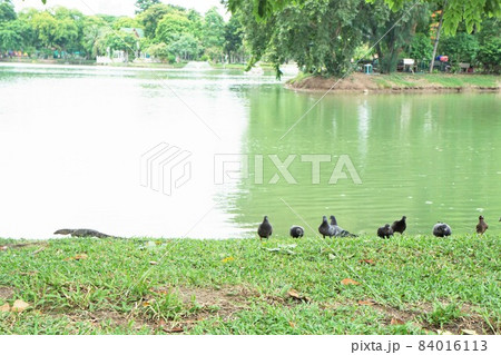 バンコク都ルンピニー公園のオオトカゲ（Varanidae in Lumpini Park） 84016113