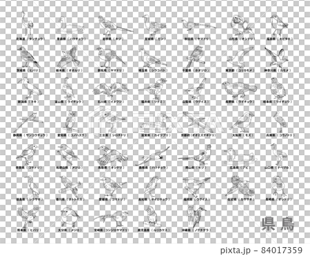 47 prefectures_prefectural bird list_line drawing 84017359