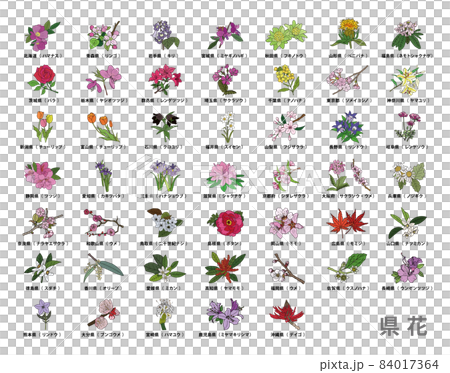 47都道府県_県花一覧_カラー 47都道府県_県花一覧_カラー 84017364
