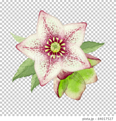 クリスマスローズ 花　白 赤 ピンク　水彩 イラスト 84017527