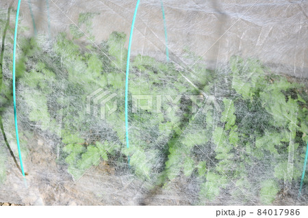 不織布トンネル掛けによる大根の栽培 84017986