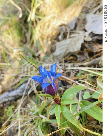 青紫の山の花 84018068