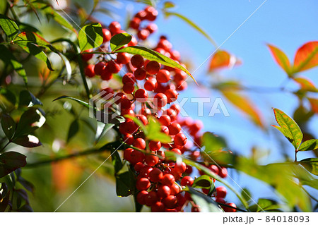 ナンテン(南天)の果実 ナンテン(南天)の果実 84018093