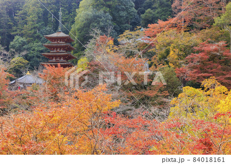 長谷寺の紅葉 長谷寺の紅葉 84018161