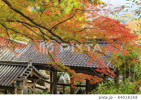 長谷寺の紅葉 長谷寺の紅葉 84018168