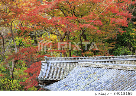 長谷寺の紅葉 長谷寺の紅葉 84018169