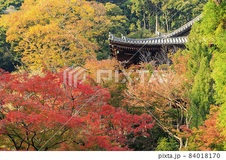 長谷寺の紅葉 長谷寺の紅葉 84018170