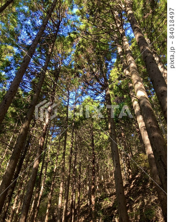 杉山 84018497
