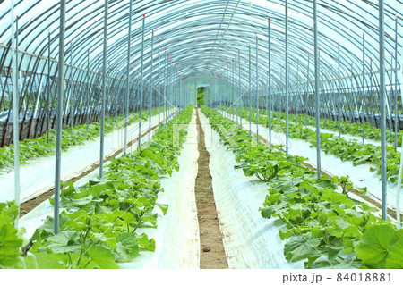 新鮮 フルーツ 果物 84018881