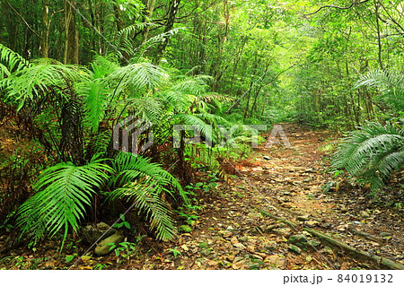 やんばる国立公園 やんばるの森 やんばる国立公園 やんばるの森 84019132