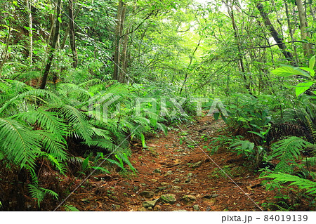 やんばる国立公園　やんばるの森 84019139