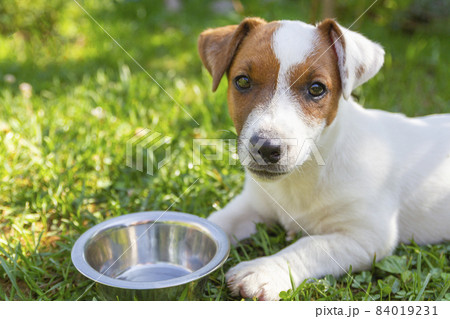 Domestic life with dog. Hungry dog with sad eyes is waiting for feeding .Jack Russell Terrier Dog Puppy. 84019231