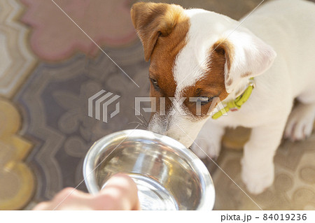Domestic life with dog. Hungry dog with sad eyes is waiting for feeding .Jack Russell Terrier Dog Puppy. 84019236