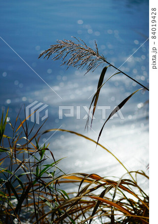 信濃川・やすらぎ堤の葦(よし) 84019428