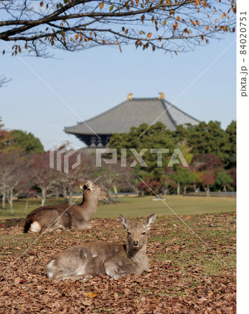 秋の奈良公園と東大寺大仏殿 84020751