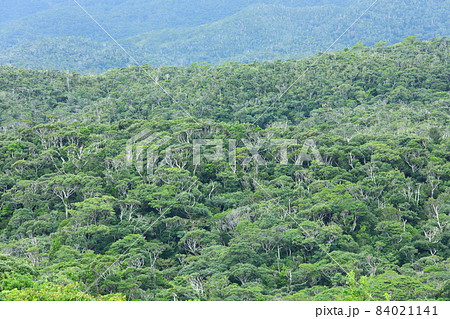 やんばる国立公園 イタジイの森 やんばる国立公園 イタジイの森 84021141