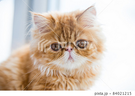 Lovely small red persian kitten on white window background 84021215