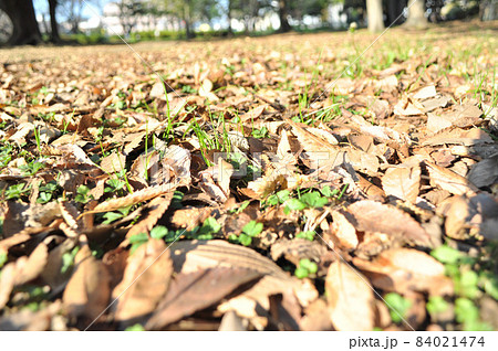 秋深まる世田谷区砧公園の紅葉 秋深まる世田谷区砧公園の紅葉 84021474