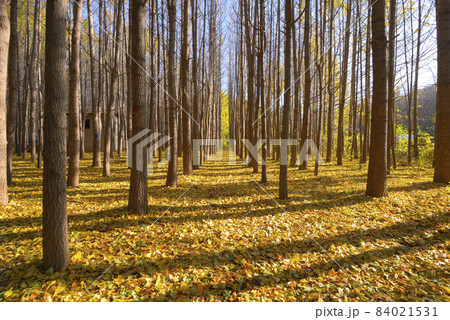 慶北 慶州市 道理の村 84021531