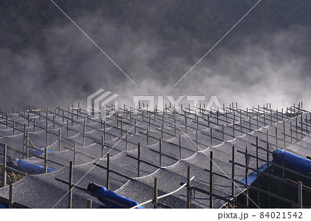 朝 霧 風景 84021542