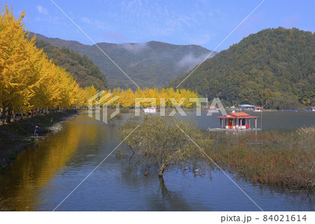 イチョウ 風景 紅葉 84021614